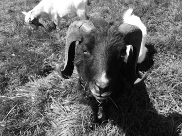 Mini Schafbock