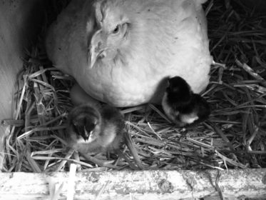 Huhn mit Küken